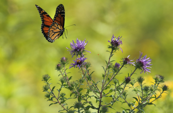 Butterfly 229