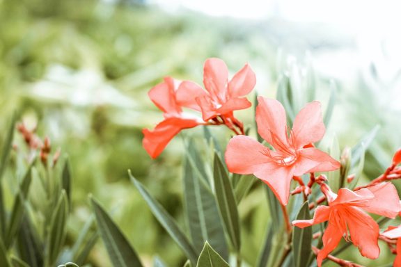 93 Flowers 2