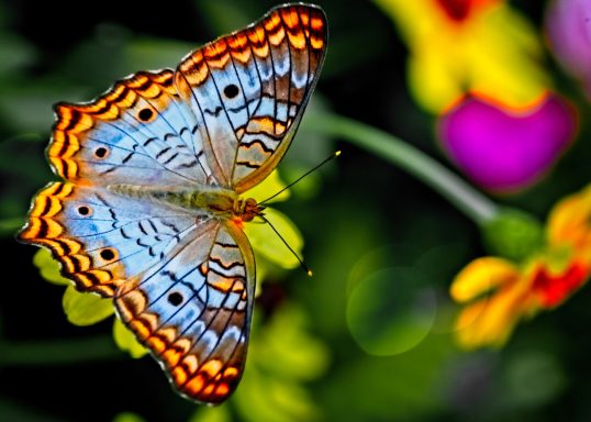 Butterfly 204