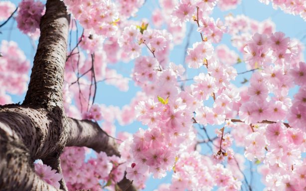 92 pink Blossom