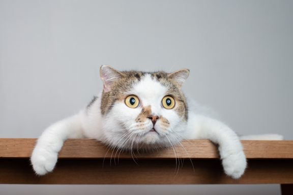 43 Curious Cat