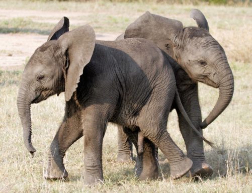 23 Baby Elephants