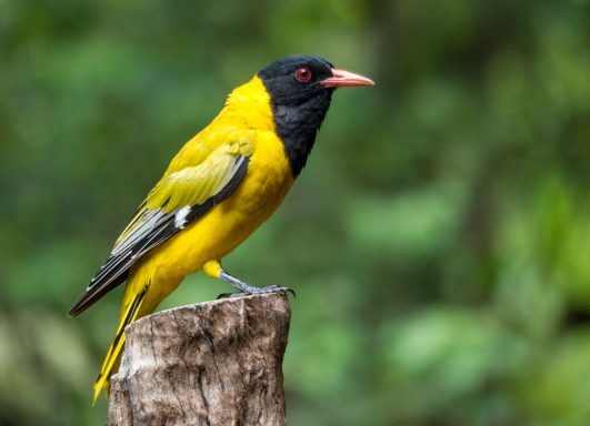 51 Black Headed Oriole
