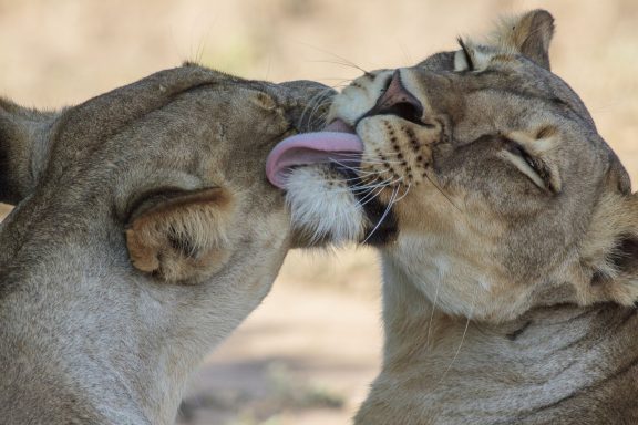 27a Lionesses