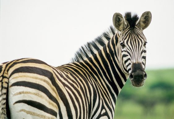 21x Zebra