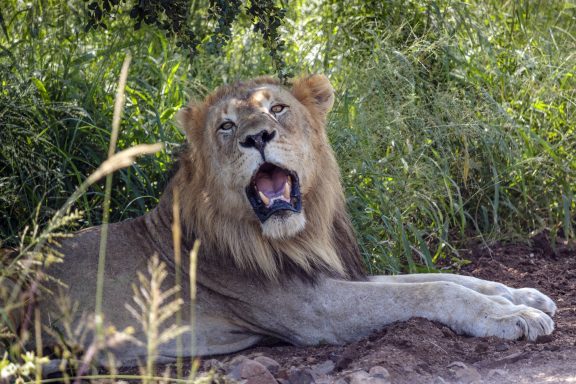 25 Lion