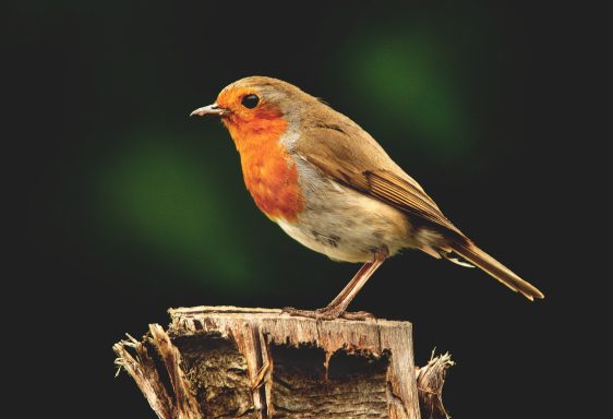 14 Robin