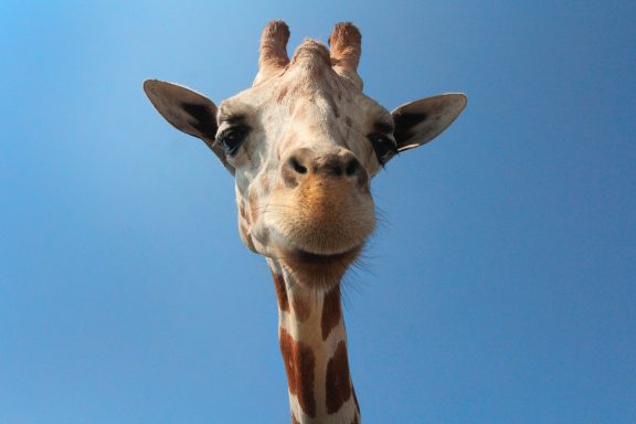 28 Cute giraffe