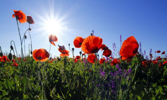 81y Poppies