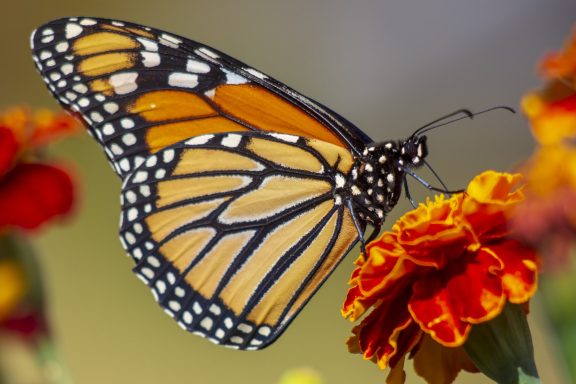 Butterfly 4
