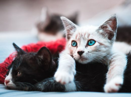 46 Curious Kittens Curious kittens